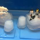 De polen: pinguïns en ijsberen