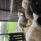 Een beestige dag op kinderboerderij De Campagne