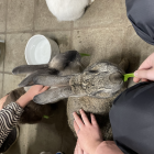 Een beestige dag op kinderboerderij De Campagne