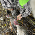Een beestige dag op kinderboerderij De Campagne