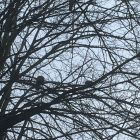Vogels voeren en beloeren