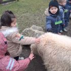 Op stap naar de kinderboerderij 'De Campagne' in Drongen