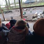 Op stap naar de kinderboerderij 'De Campagne' in Drongen