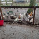 Op stap naar de kinderboerderij 'De Campagne' in Drongen