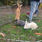 Anna wil een huisdier