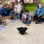 Nest: Mia kip