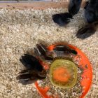 Nest: Mia kip