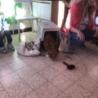 Anna wil een huisdier