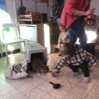 Anna wil een huisdier