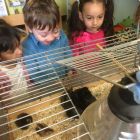 Nest: Mia kip