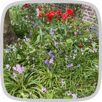 In de tuin: bloemen voor mama
